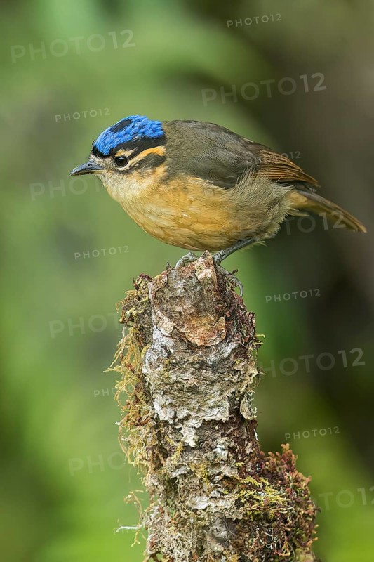 Blue-capped Ifrit (Ifrita kowaldi) perched on a branch in Papua New Guinea