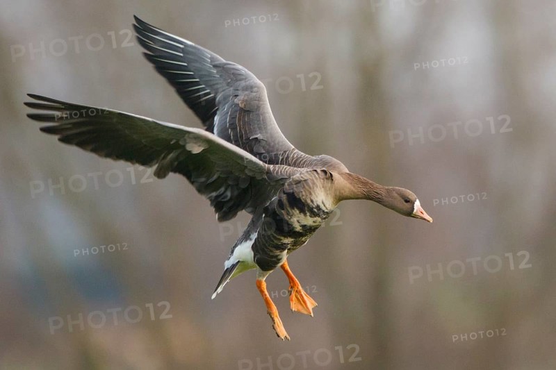 Greater White-fronted Goose (Anser albifrons) flying, North Rhine-Westphalia, Germany