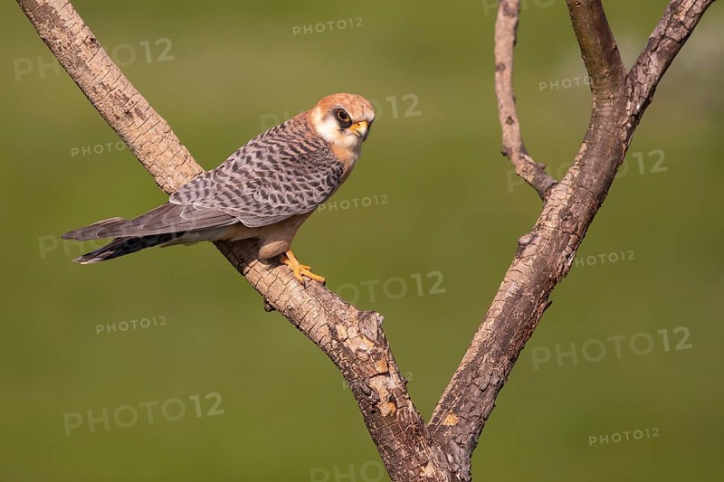 Red-footed Falcon (Falco vespertinus) female perched on a branch, Subotica, Serbia
