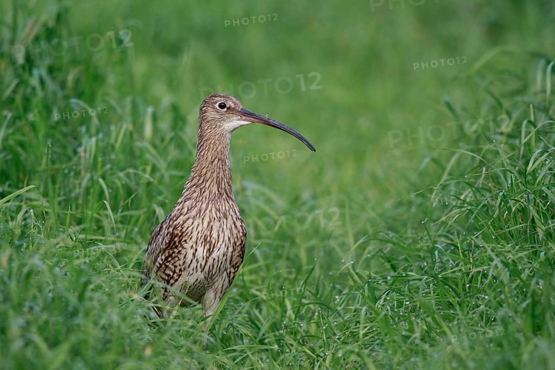 Eurasian Curlew (Numenius arquata) female, North Rhine-Westpalia, Germany