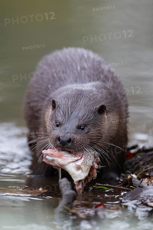 Eurasian otter (Lutra lutra) adult animal feeding on a fish on a river bank, England, United Kingdom