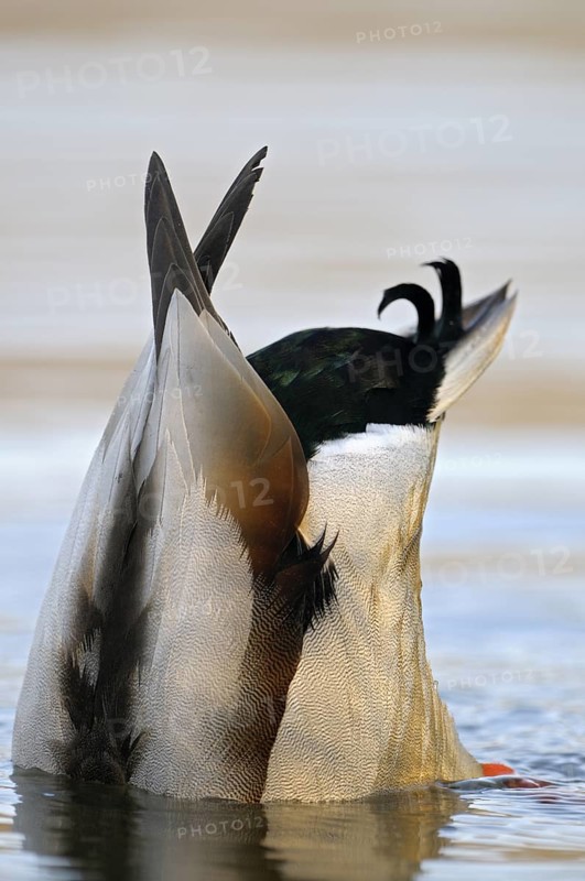 Stockente (Anas platyrhynchos), Mallard, gruendelnder Erpel, Nahrungssuche, morgens, Maerz, Dinslaken, Nordrhein-Westfalen, Deutschland
