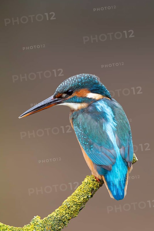 Common kingfisher (Alcedo atthis) adult female bird on a tree branch, England, United Kingdom