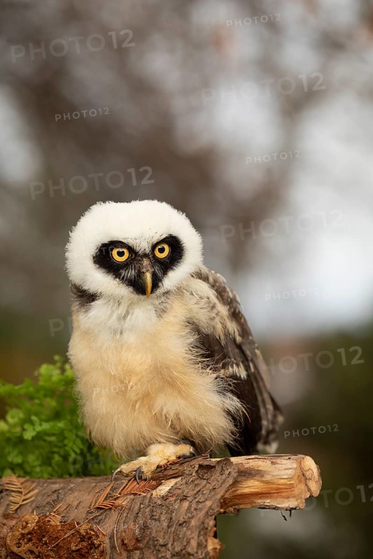 Spectacled Owl (Pulsatrix perspicillata) captive, juvenile perched on a log, Germany