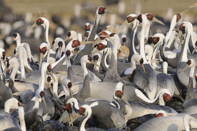 White-naped Crane (Antigone vipio), Arasaki, Japan