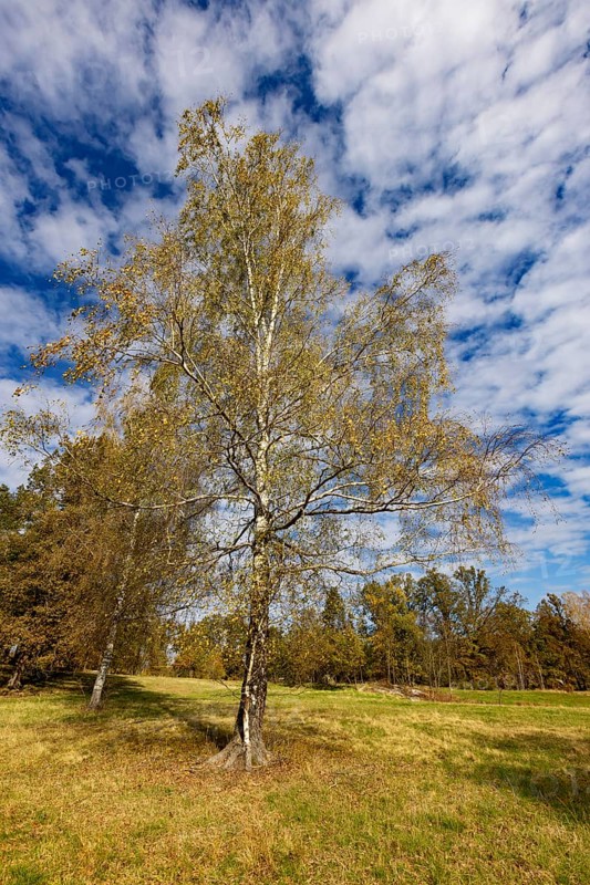 Lean meadow, altocumulus, cloudy sky with fleecy clouds and birch trees in the Blockheide nature park Park near Gmünd, Waldviertel, Lower Austria, Austria