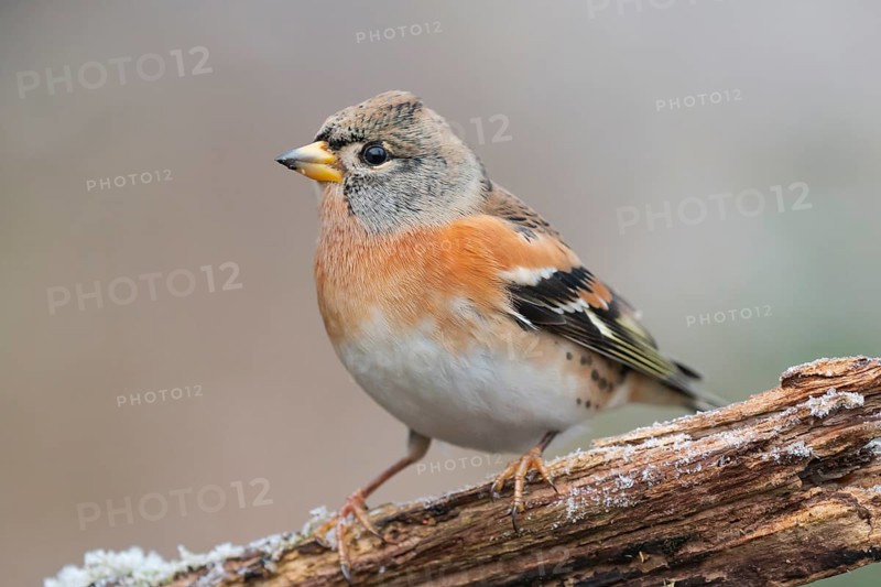 Brambling (Fringilla montifringilla) male perched on a branch, Lower Saxony, Germany