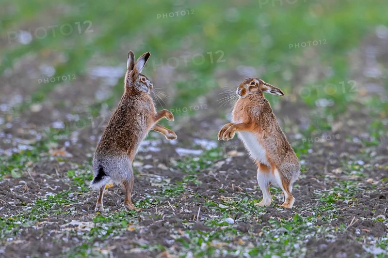European brown hares (Lepus europaeus) female / doe boxing / fighting with male / buck in field during breeding season called March madness in winter