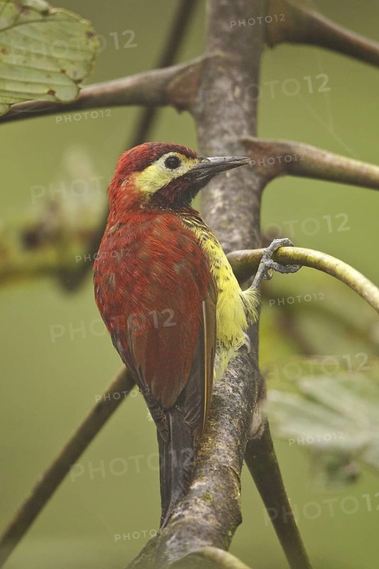 Crimson-mantled Woodpecker (Colaptes rivolii), Ecuador