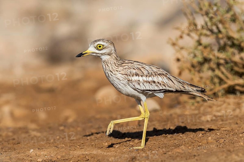 Eurasian Stone-curlew (Burhinus oedicnemus) juvenile, Eilat, Israel