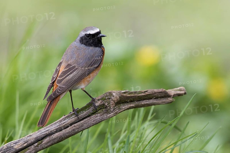 Common Redstart (Phoenicurus phoenicurus) male perched on an old tree trunk, Poland