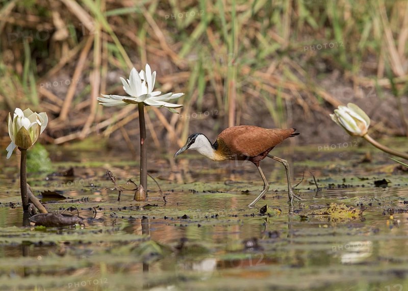 African Jacana (Actophilornis africanus) foraging, Gambia