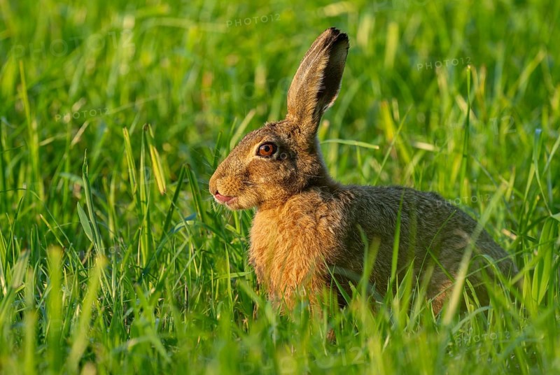 European hare (Lepus europaeus) sitting in a green meadow, wildlife, Lower Saxony, Germany