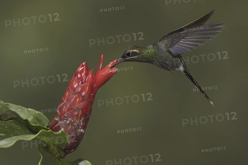 White-whiskered Hermit (Phaethornis yaruqui), Ecuador
