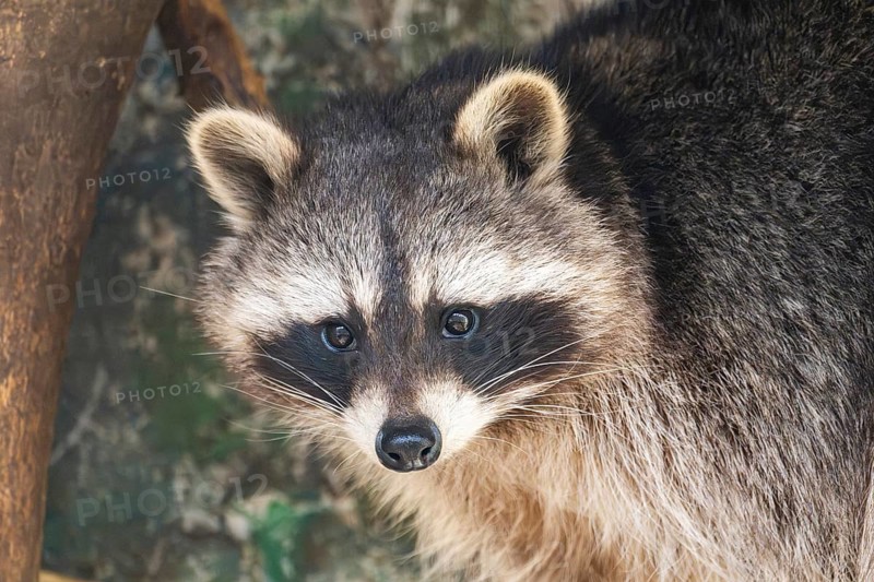 Raccoon (Procyon lotor), in a tree in a forest, Bavaria, Germany