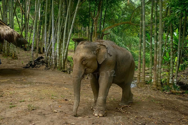 A young Asian elephant roams amidst a dense bamboo forest in Thailand. The tranquil scene captures the grace of the elephant in its natural habitat, surrounded by vibrant greenery