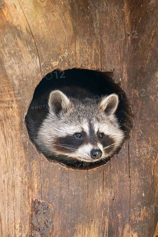 Raccoon (Procyon lotor), in a tree in a forest, Bavaria, Germany