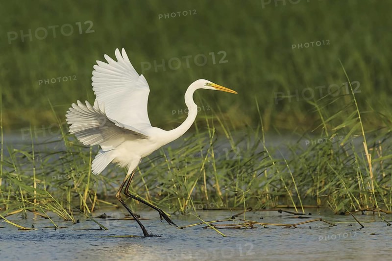 Great Egret (Ardea alba), Eilat, Israel