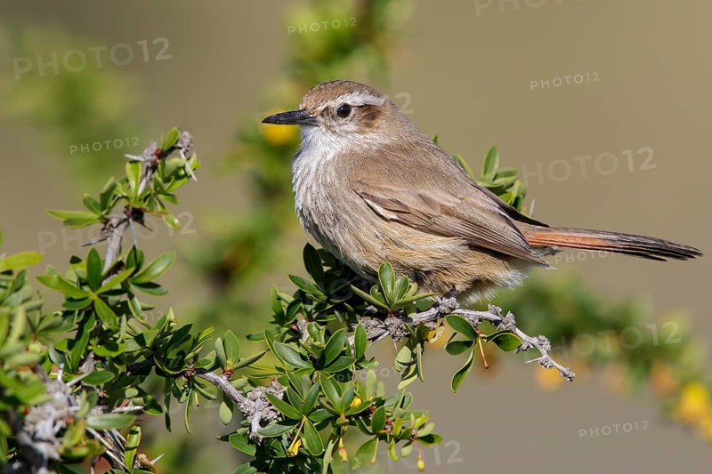 Band-tailed Earthcreeper (Ochetorhynchus phoenicurus) perched on a branch in Chile