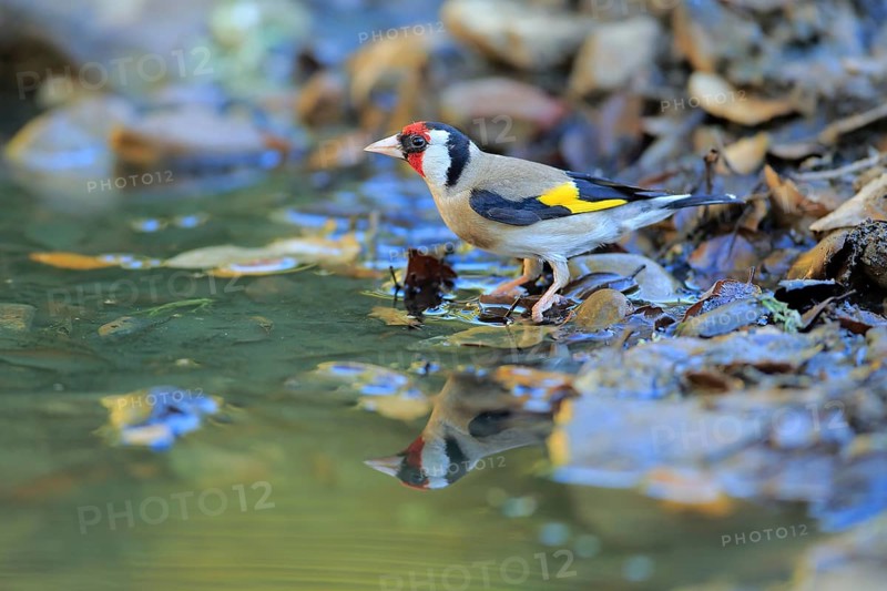 European Goldfinch (Carduelis carduelis) at waterhole, Andalusia, Spain
