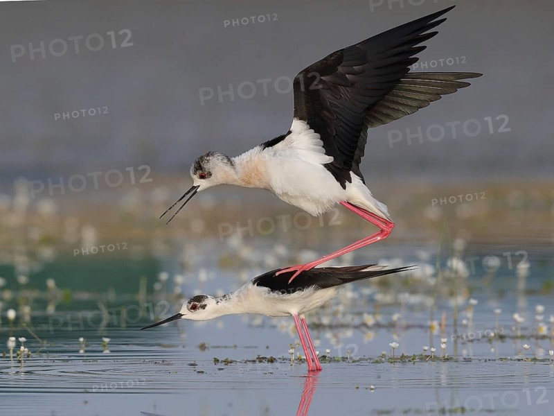 Black-winged Stilt (Himantopus himantopus) pair mating, Spain