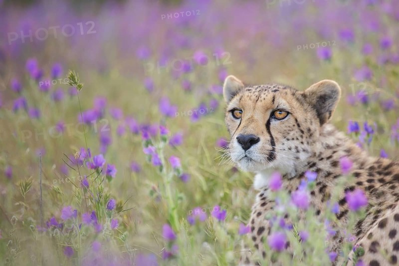 Cheetah (Acinonyx jubatus) captive, female, Castile-La Mancha, Spain