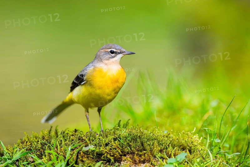Grey Wagtail (Motacilla cinerea) hunting at a little lake in a swamp, wildlife, Germany