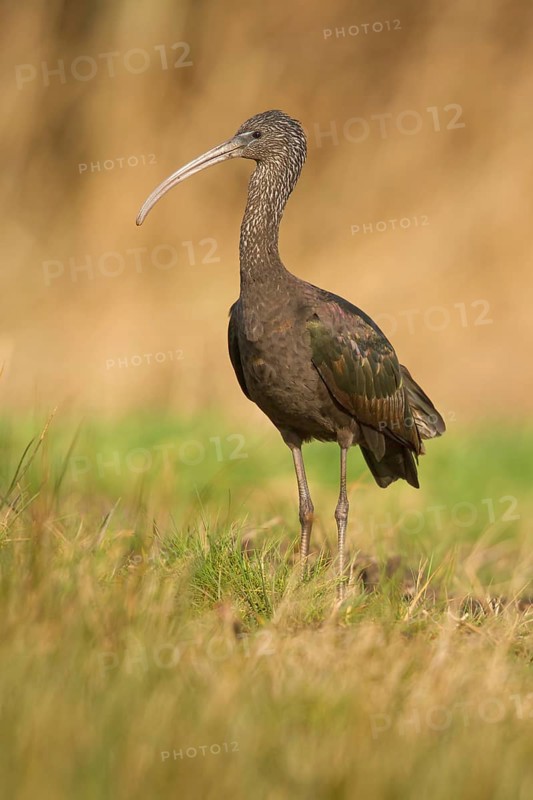 Glossy Ibis (Plegadis falcinellus), Drachten, Netherlands