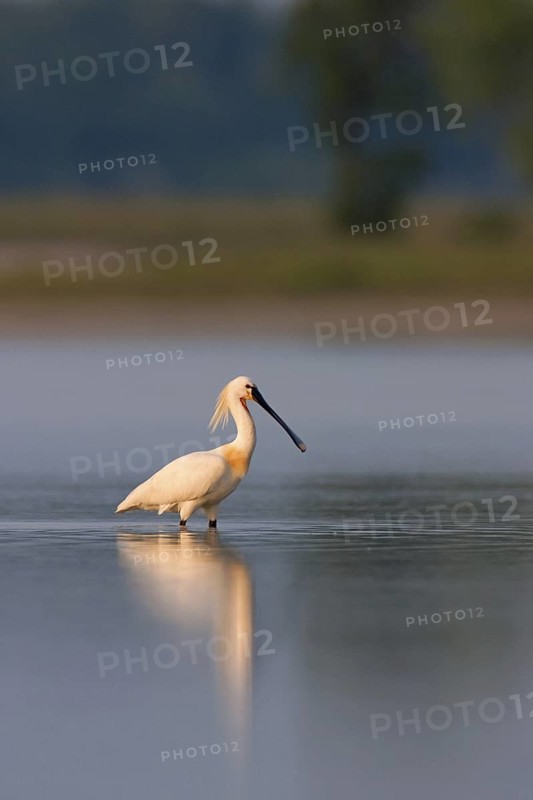 Eurasian Spoonbill (Platalea leucorodia), Lake Neusiedl, Austria