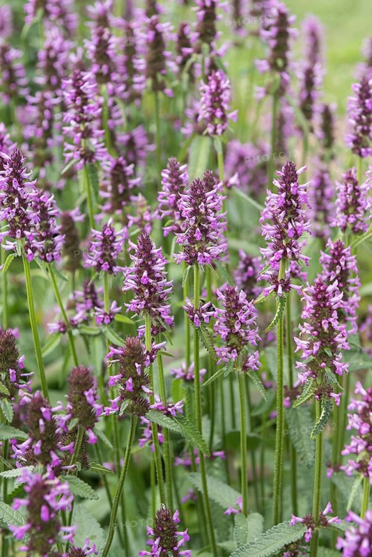 Common willow (Stachys officinalis)