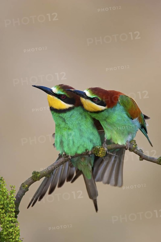 European Bee-eater (Merops apiaster), Lake Neusiedl, Austria