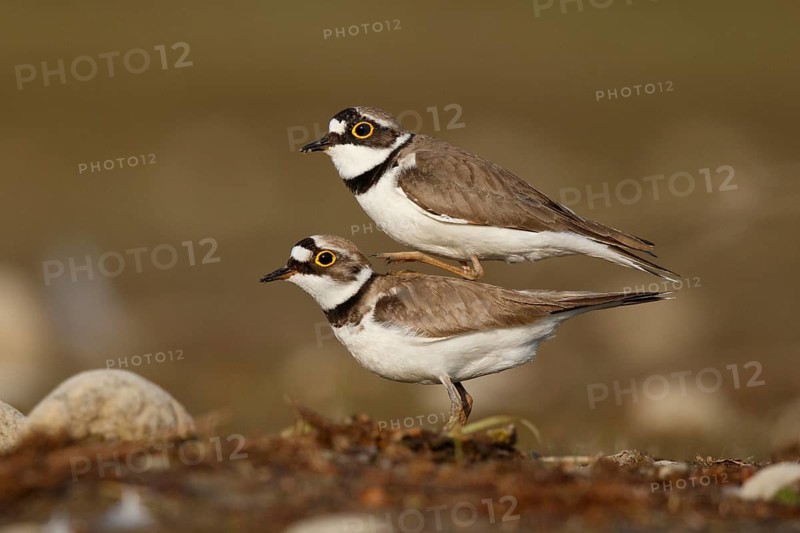 Little Ringed Plover (Charadrius dubius) pair mating, North Rhine-Westphalia, Germany