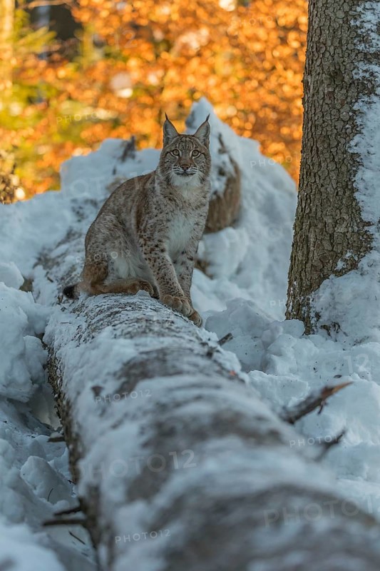 One young male Eurasian lynx, (Lynx lynx), balancing over a snow covered fallen tree in a forest in early morning light