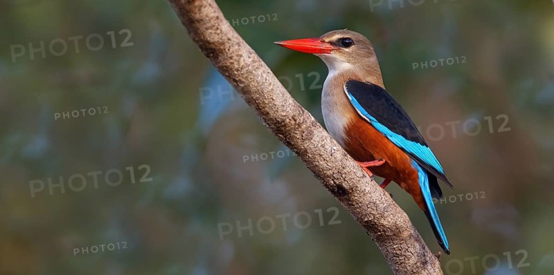 Grey-headed Kingfisher, Grey-headed Kingfisher, Tendaba camp Tendaba photo hid, Kwinella, South Bank, Gambia