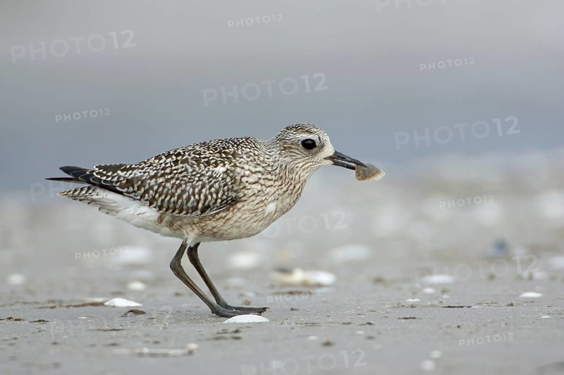 Grey Plover (Pluvialis squatarola), Schleswig-Holstein, Germany
