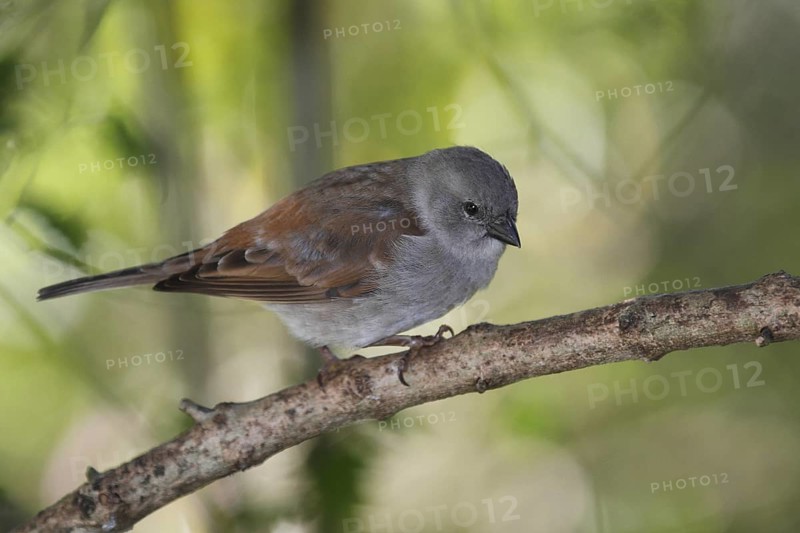 Northern Grey-headed Sparrow (Passer griseus), Masai Mara, Kenya