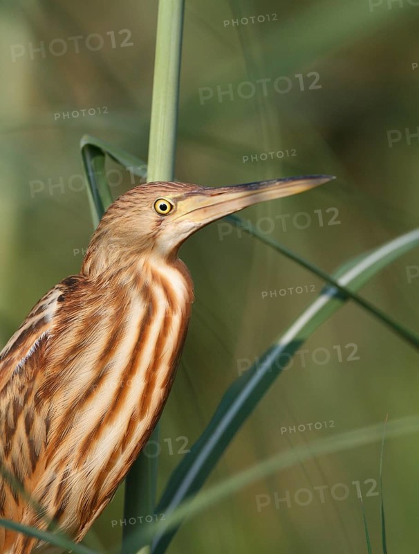 Cinnamon Bittern (Ixobrychus cinnamomeus) juvenile, Bung Boraphet, Thailand