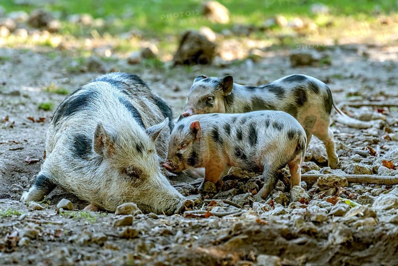 Pot-bellied pig (Sus scrofa f. domestica), large mother, sow, suckling newborn young, piglets, in stony terrain, Poing Wildlife Park, Upper Bavaria, Bavaria, Germany