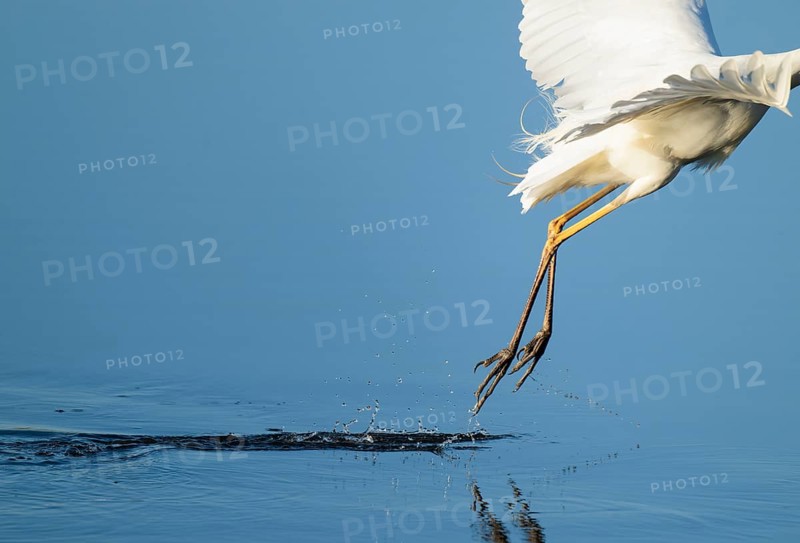 Great White Egret (Ardea alba) taking off from a lake, blue water, Lower Saxony, Germany