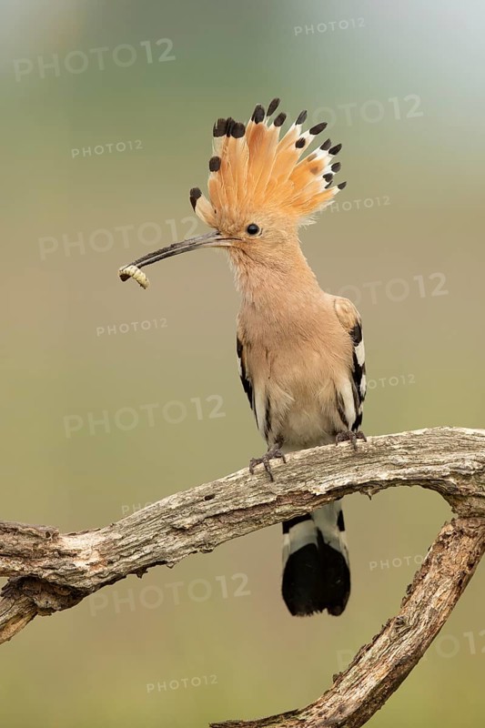 Eurasian Hoopoe (Upupa epops) perched on a branch with incect in its beak, Serbia