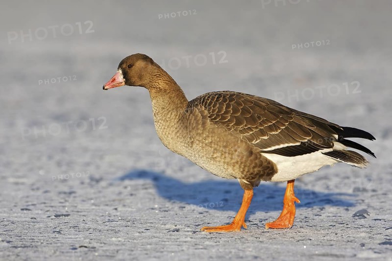 Greater White-fronted Goose (Anser albifrons) juvenile, Brandenburg, Germany