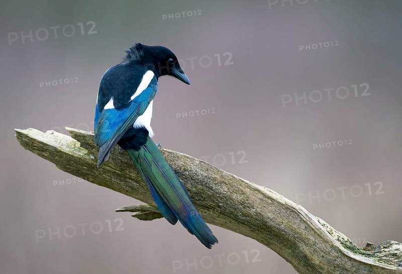 Eurasian Magpie (Pica pica), Saxony, Germany