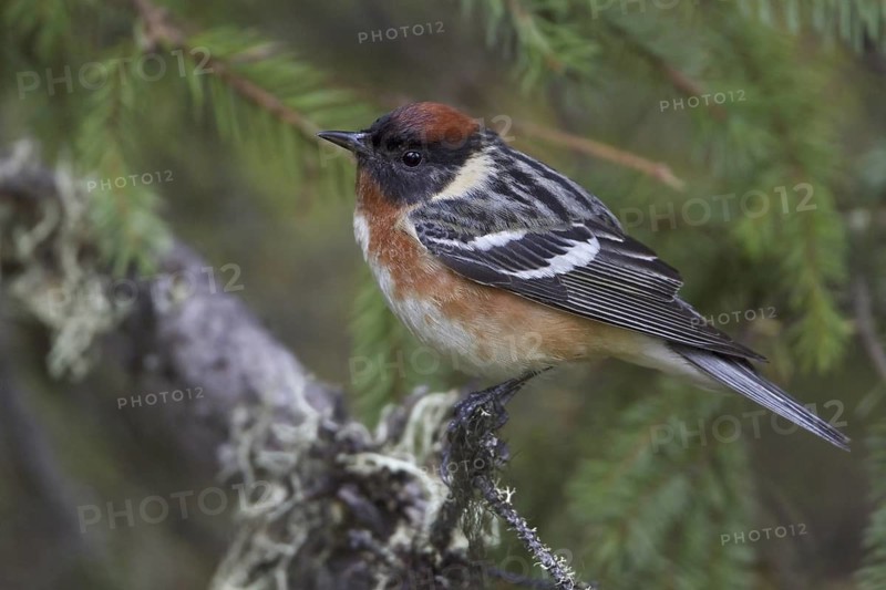 Bay-breasted Warbler (Setophaga castanea), Manitoba, Canada