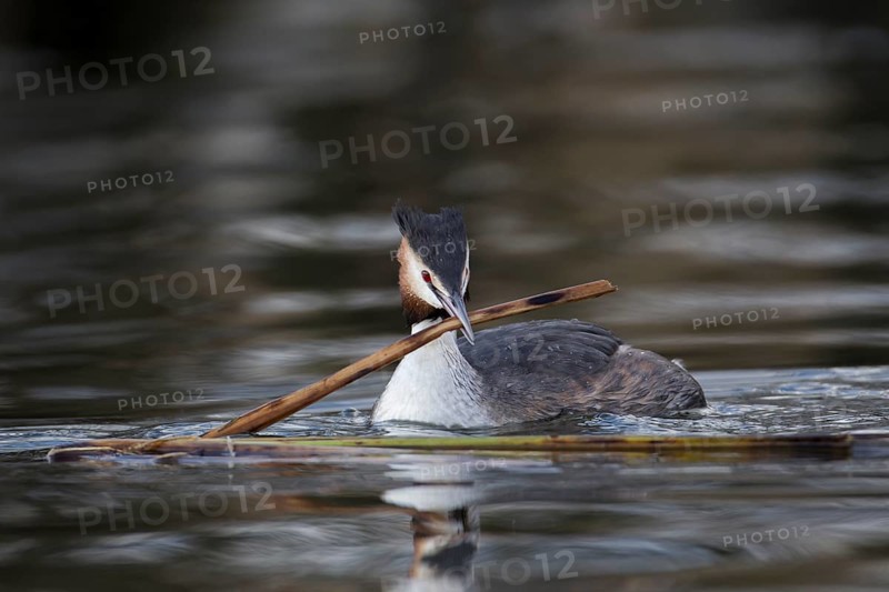 Great crested grebe (Podiceps cristatus) adult bird with a reed stem for nesting material on a lake in spring, England, United Kingdom