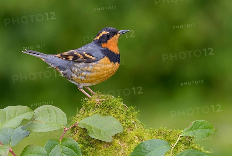 Varied Thrush (Ixoreus naevius), British Columbia, Canada