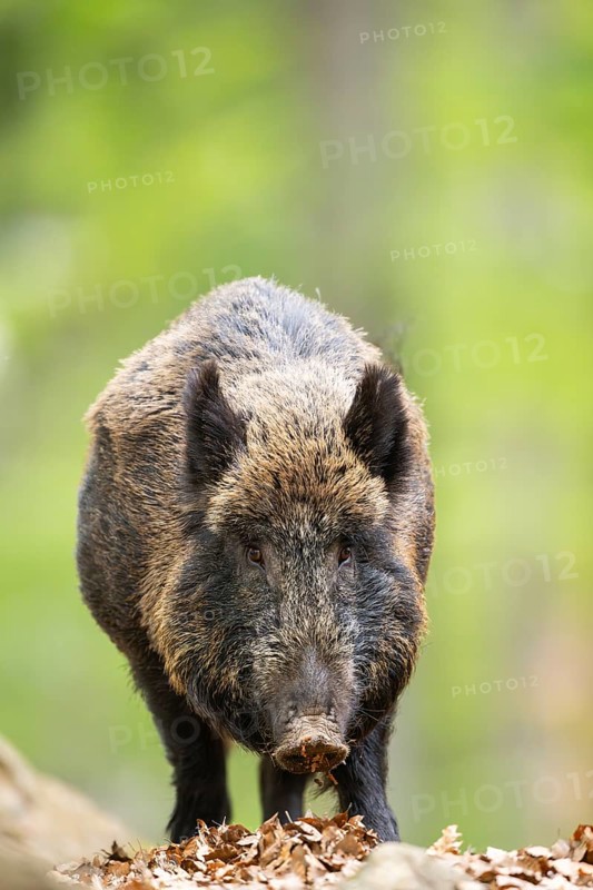 Wild boar (Sus scrofa) standing in a forest, Bavaria, Germany