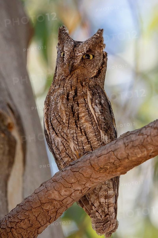 Eurasian Scops Owl (Otus scops), Lesvos, Greece