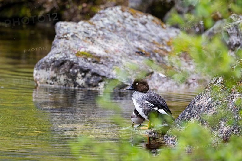 Common goldeneye (Bucephala clangula), female with single chick on the shore of a lake, Pyhä-Luosto National Park, Lapland, Finland