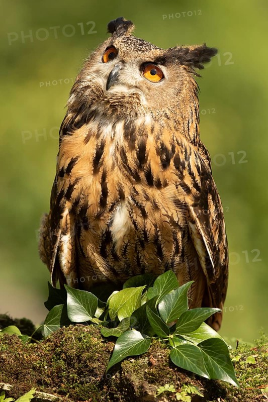 Eurasian Eagle-Owl (Bubo bubo) captive, Baden-Wuerttemberg, Germany