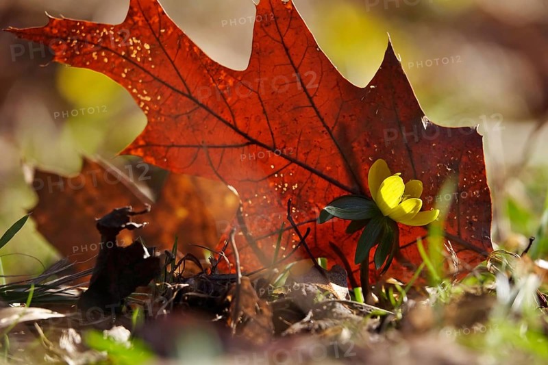 Winter Aconite, autumn leaf, winter, Germany
